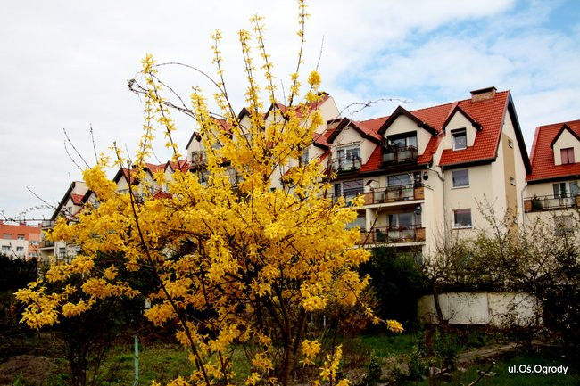 Leszno kwitnie. Zapraszamy na spacer po mieście (zdjęcia)