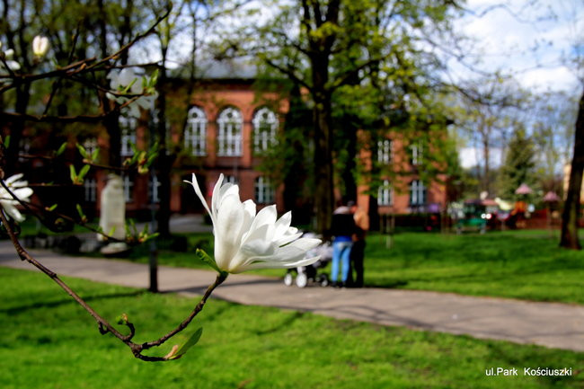 Leszno kwitnie. Zapraszamy na spacer po mieście (zdjęcia)