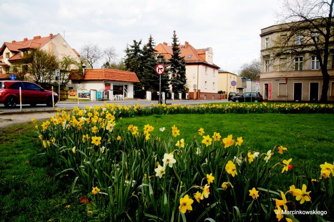 Leszno kwitnie. Zapraszamy na spacer po mieście (zdjęcia)