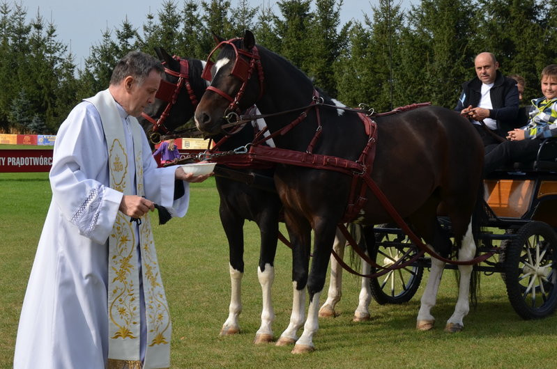 Za lisią kitą (zdjęcia)