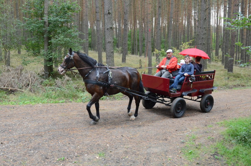 Za lisią kitą (zdjęcia)