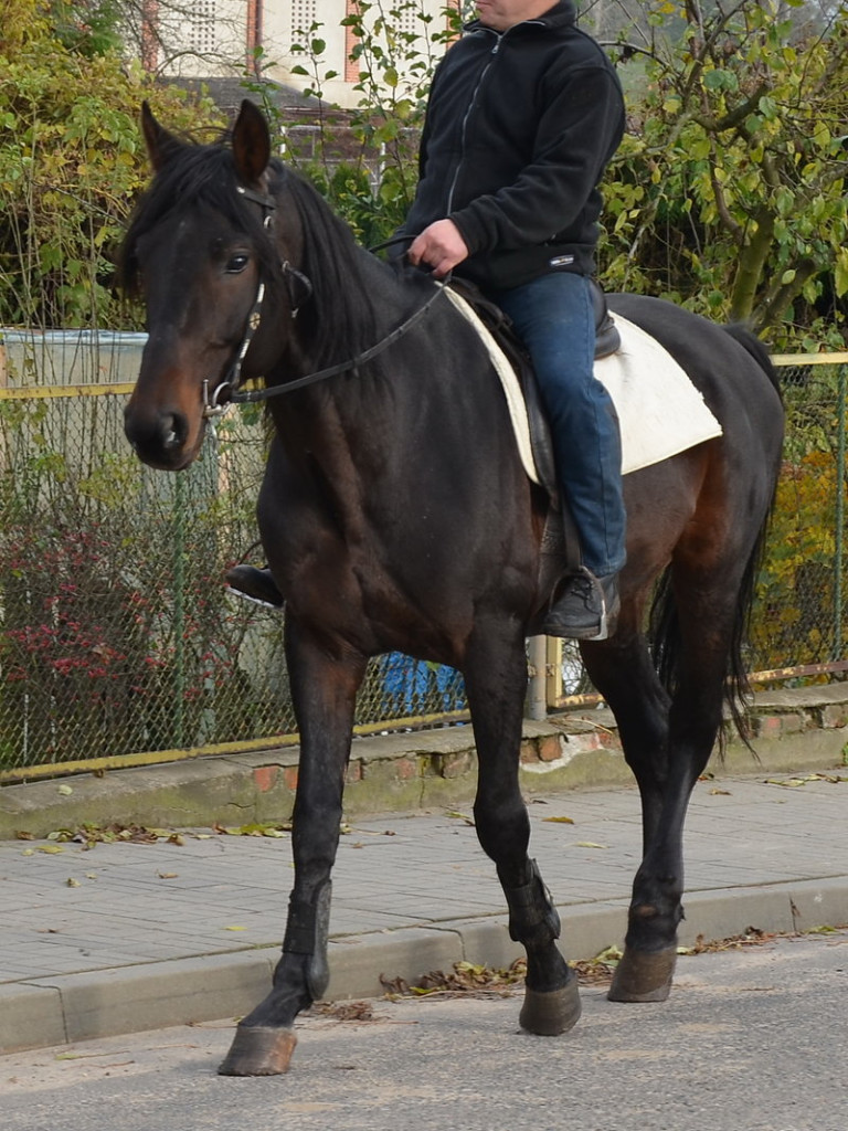 Przejażdżka, pogoń i zabawa (zdjęcia)