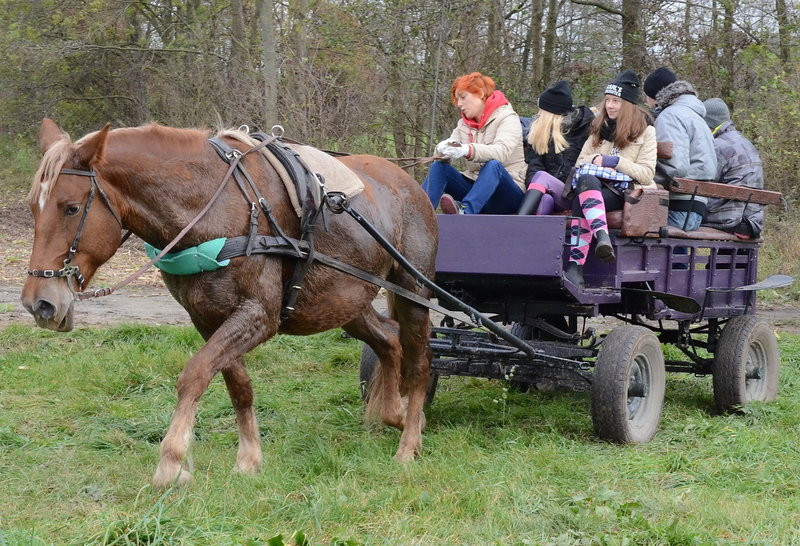 Przejażdżka, pogoń i zabawa (zdjęcia)