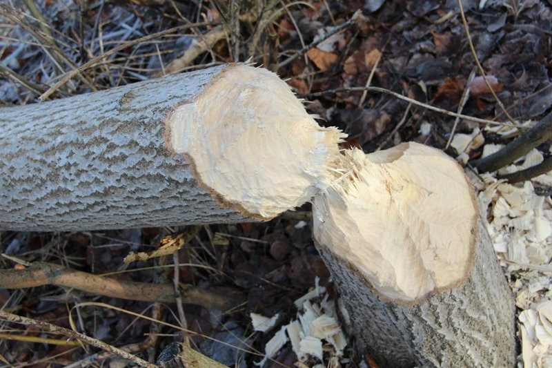 Bobry grasują przy żwirowni (zdjęcia)