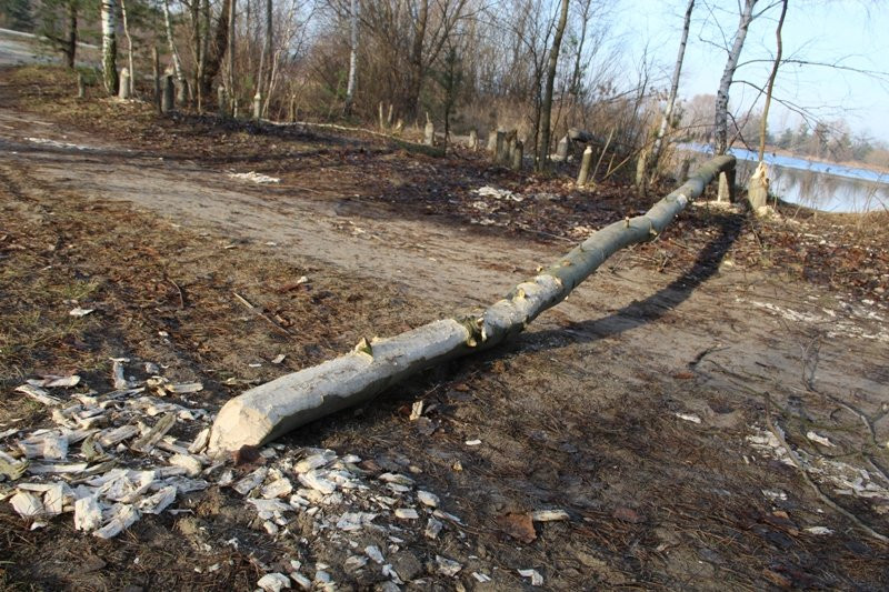 Bobry grasują przy żwirowni (zdjęcia)