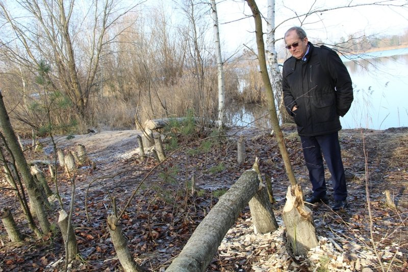 Bobry grasują przy żwirowni (zdjęcia)