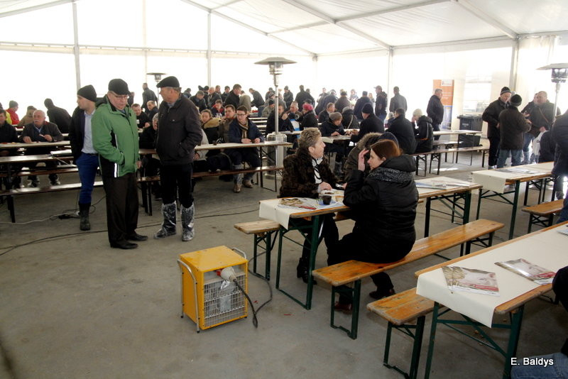 Wzorcowa świniarnia w Nowej Wsi (zdjęcia)