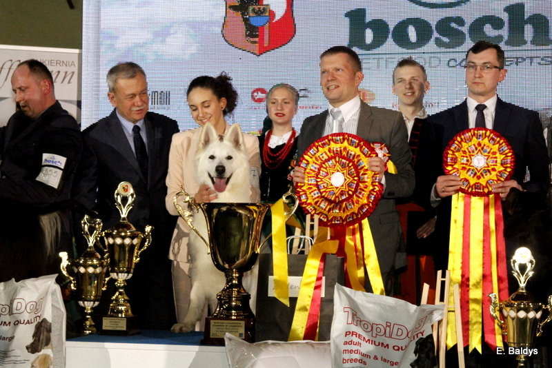 Owczarki górą! (zdjęcia)
