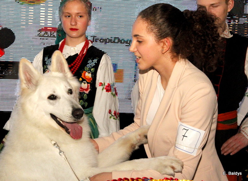 Owczarki górą! (zdjęcia)