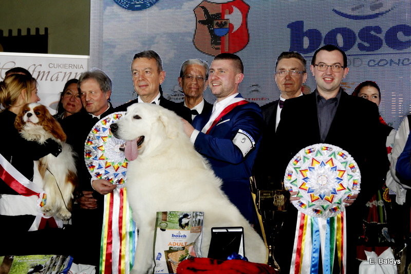 Owczarki górą! (zdjęcia)