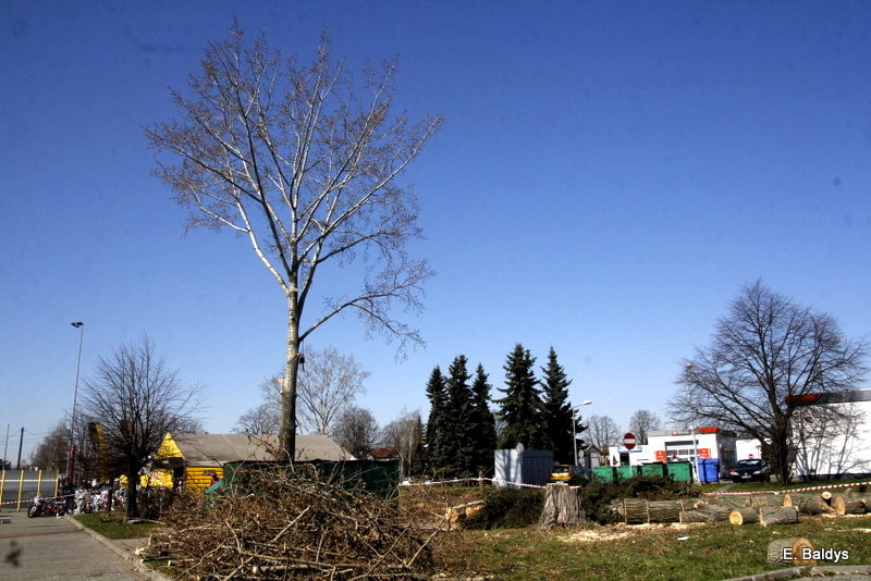 Wycinka przy Naszym Lesznie (kilka zdjęć)