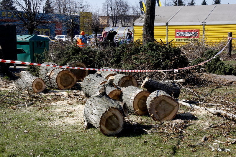 Wycinka przy Naszym Lesznie (kilka zdjęć)