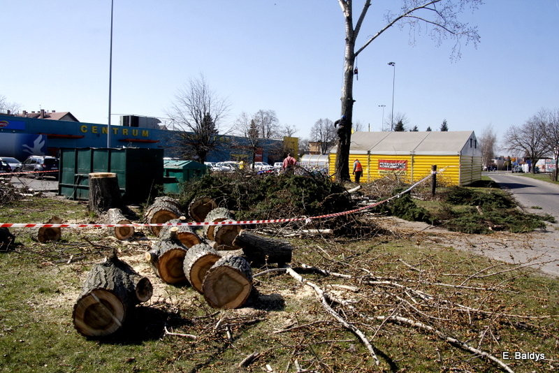 Wycinka przy Naszym Lesznie (kilka zdjęć)
