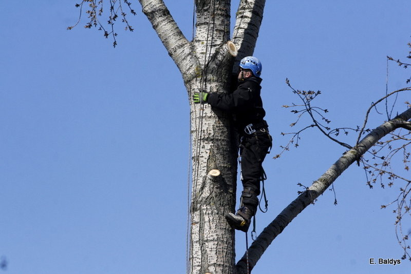 Wycinka przy Naszym Lesznie (kilka zdjęć)