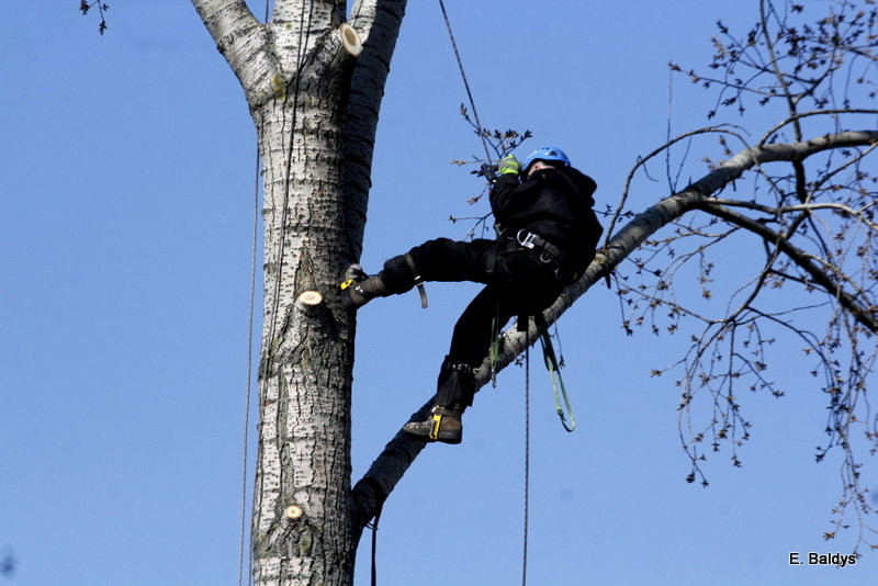 Wycinka przy Naszym Lesznie (kilka zdjęć)