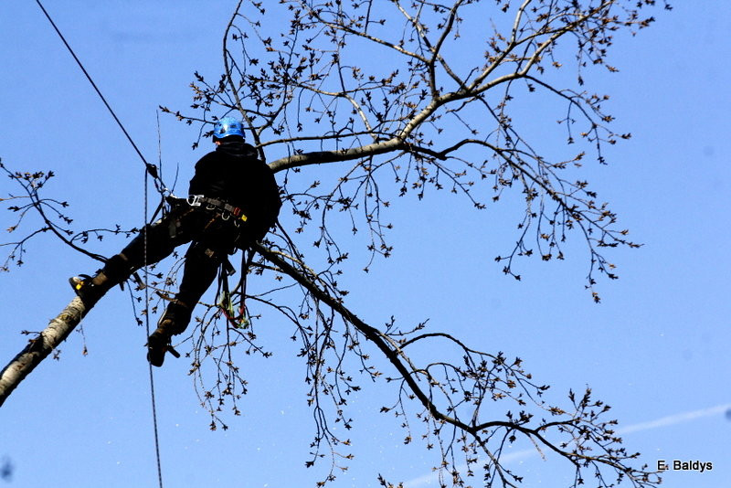 Wycinka przy Naszym Lesznie (kilka zdjęć)