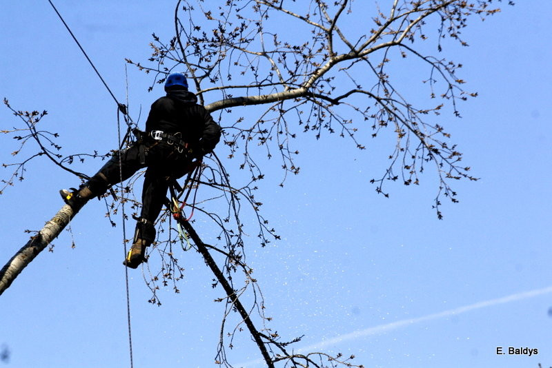 Wycinka przy Naszym Lesznie (kilka zdjęć)
