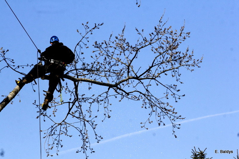 Wycinka przy Naszym Lesznie (kilka zdjęć)