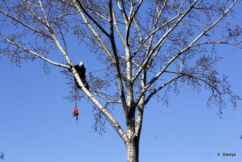 Wycinka przy Naszym Lesznie (kilka zdjęć)