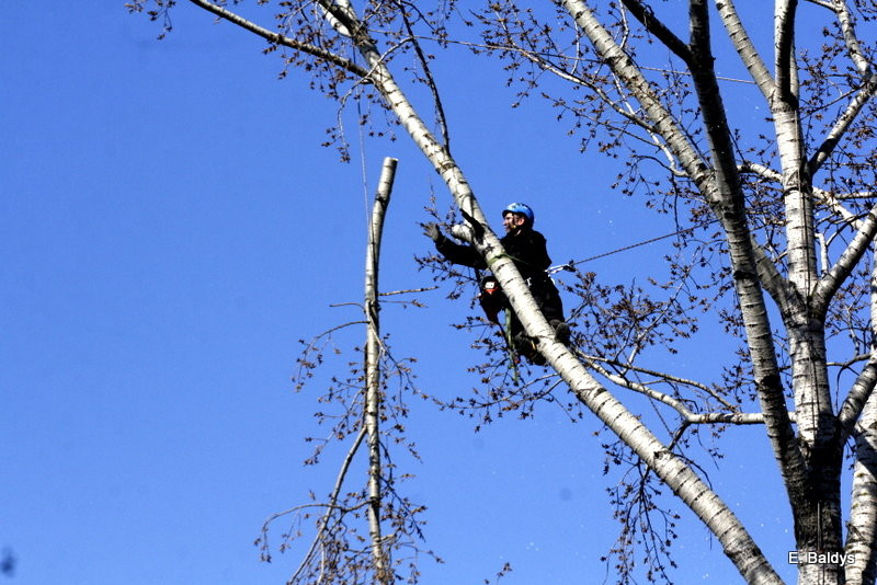 Wycinka przy Naszym Lesznie (kilka zdjęć)