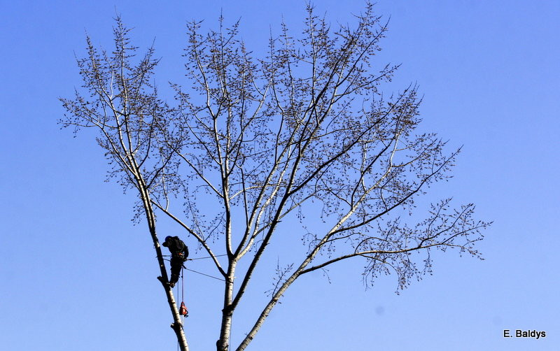 Wycinka przy Naszym Lesznie (kilka zdjęć)