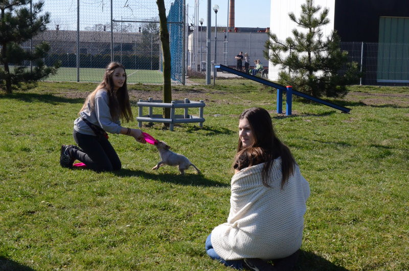 Ogródek dla psów i ich troskliwych właścicieli (zdjęcia)