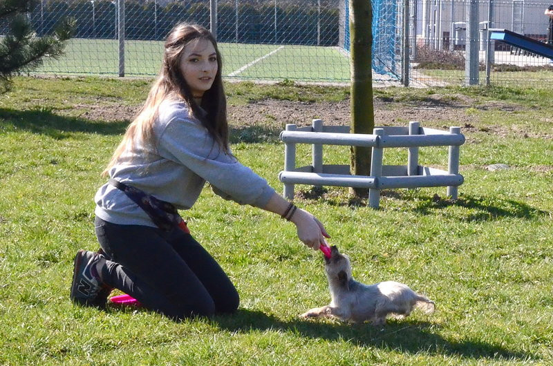 Ogródek dla psów i ich troskliwych właścicieli (zdjęcia)