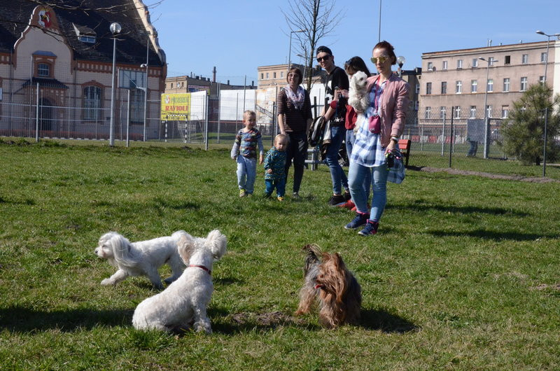 Ogródek dla psów i ich troskliwych właścicieli (zdjęcia)