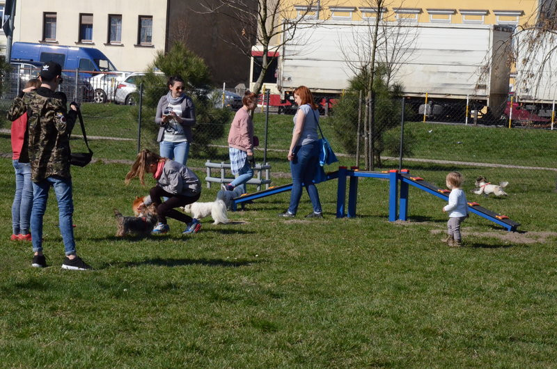 Ogródek dla psów i ich troskliwych właścicieli (zdjęcia)