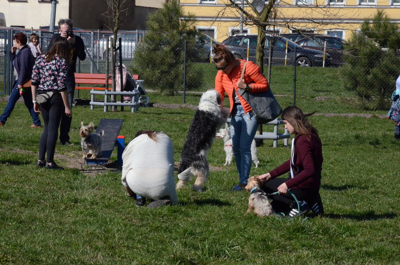 Ogródek dla psów i ich troskliwych właścicieli (zdjęcia)