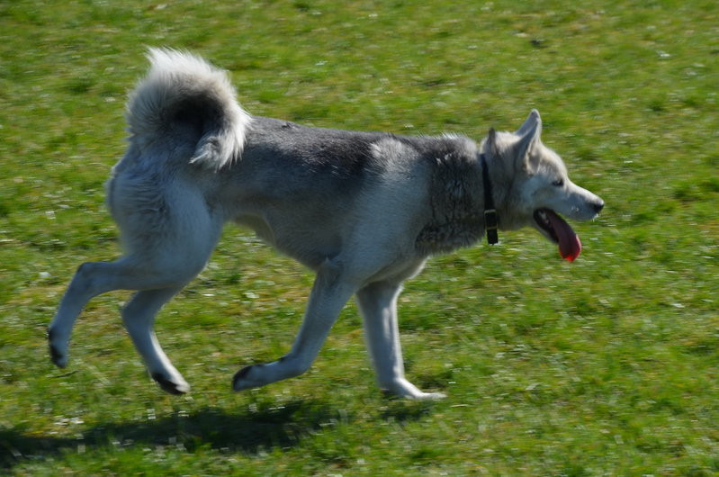 Ogródek dla psów i ich troskliwych właścicieli (zdjęcia)