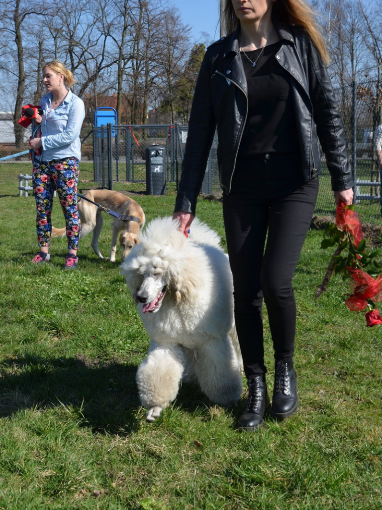 Ogródek dla psów i ich troskliwych właścicieli (zdjęcia)