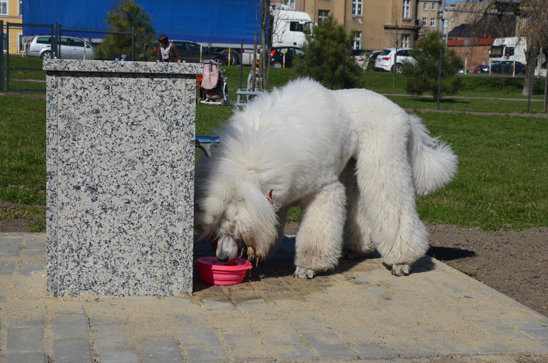 Ogródek dla psów i ich troskliwych właścicieli (zdjęcia)