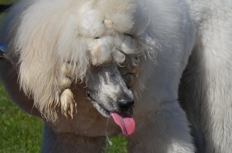 Ogródek dla psów i ich troskliwych właścicieli (zdjęcia)