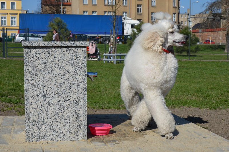 Ogródek dla psów i ich troskliwych właścicieli (zdjęcia)