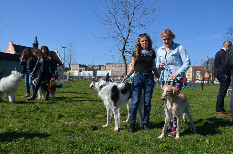 Ogródek dla psów i ich troskliwych właścicieli (zdjęcia)
