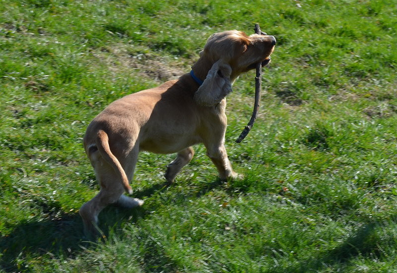 Ogródek dla psów i ich troskliwych właścicieli (zdjęcia)