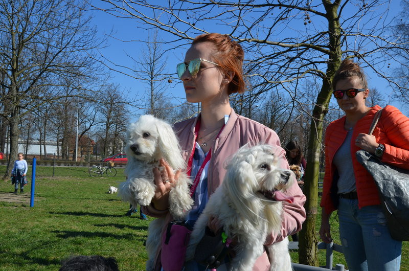 Ogródek dla psów i ich troskliwych właścicieli (zdjęcia)