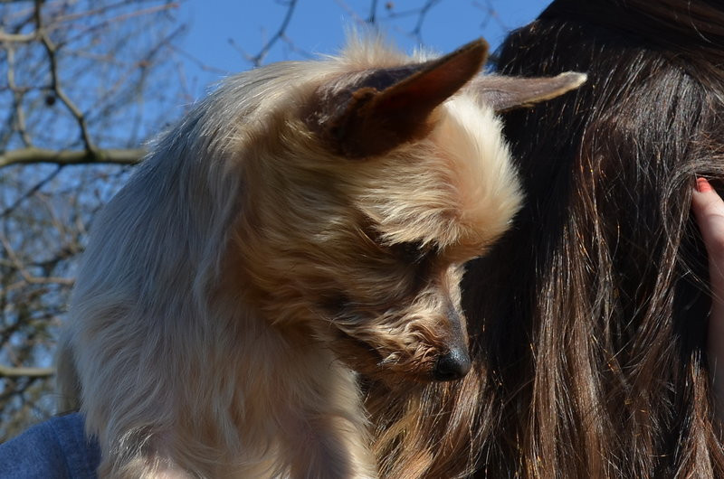 Ogródek dla psów i ich troskliwych właścicieli (zdjęcia)