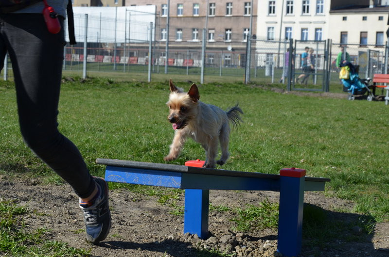 Ogródek dla psów i ich troskliwych właścicieli (zdjęcia)