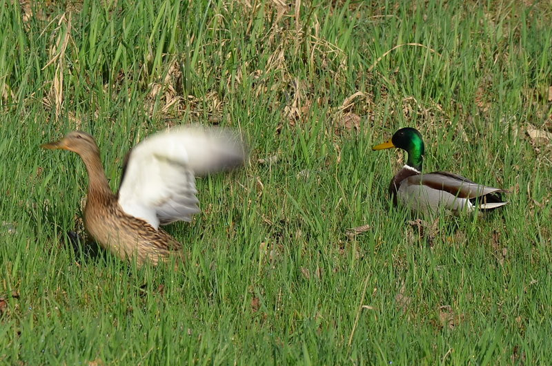 Sezon kajakowy otwarty (zdjęcia)