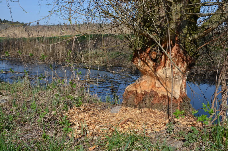 Sezon kajakowy otwarty (zdjęcia)