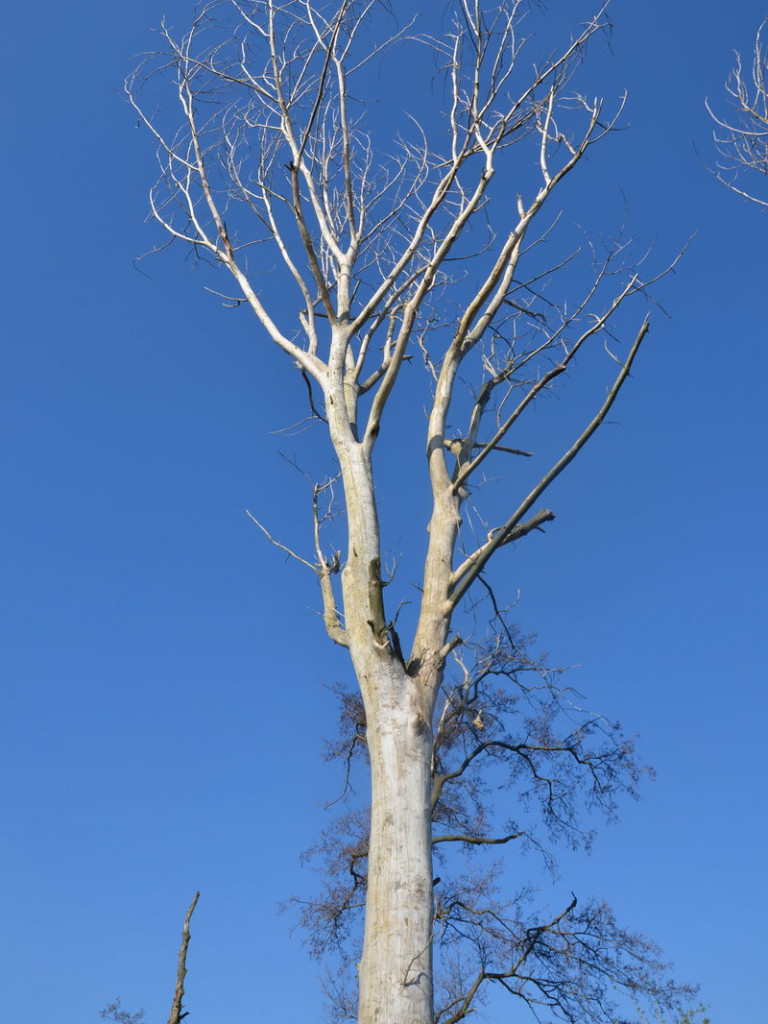 Sezon kajakowy otwarty (zdjęcia)