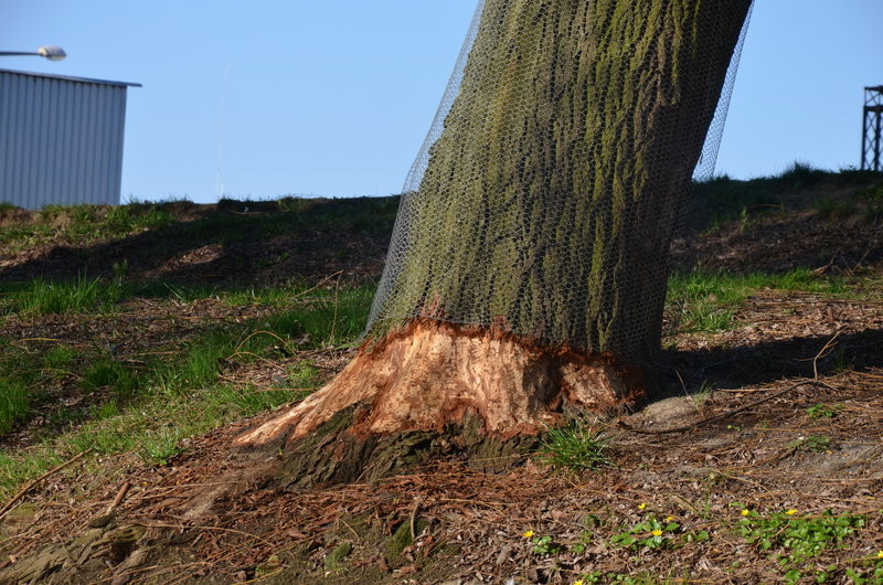 Sezon kajakowy otwarty (zdjęcia)