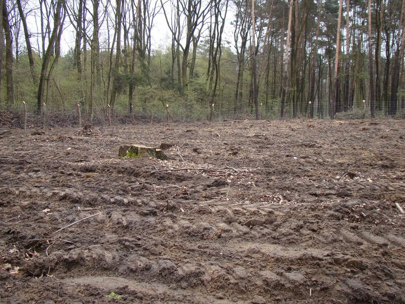 Wielkie sadzenie lasu (zdjęcia)