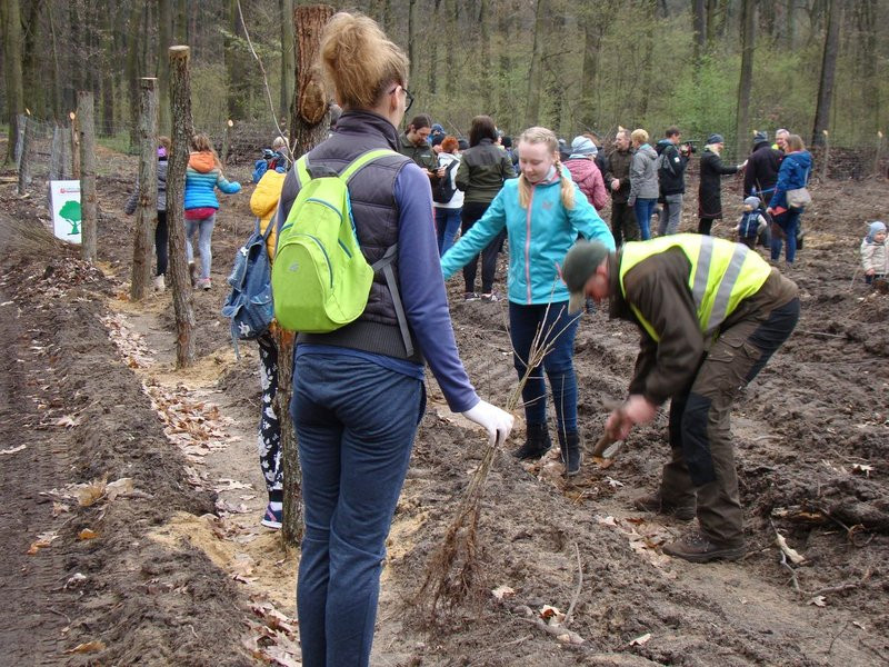 Wielkie sadzenie lasu (zdjęcia)