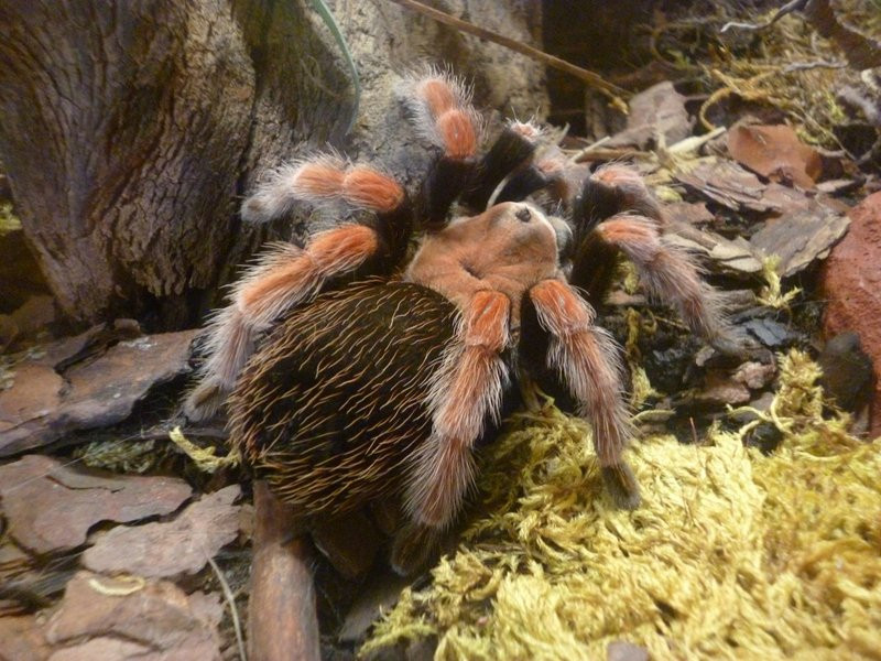 Mini-ZOO stawia na edukację (zdjęcia)