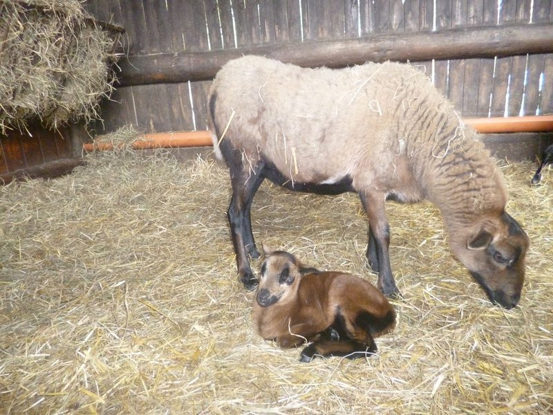 Mini-ZOO stawia na edukację (zdjęcia)