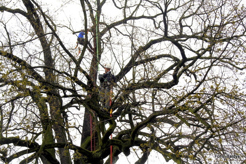 Alpiniści przycinają Bolka (zdjęcia)