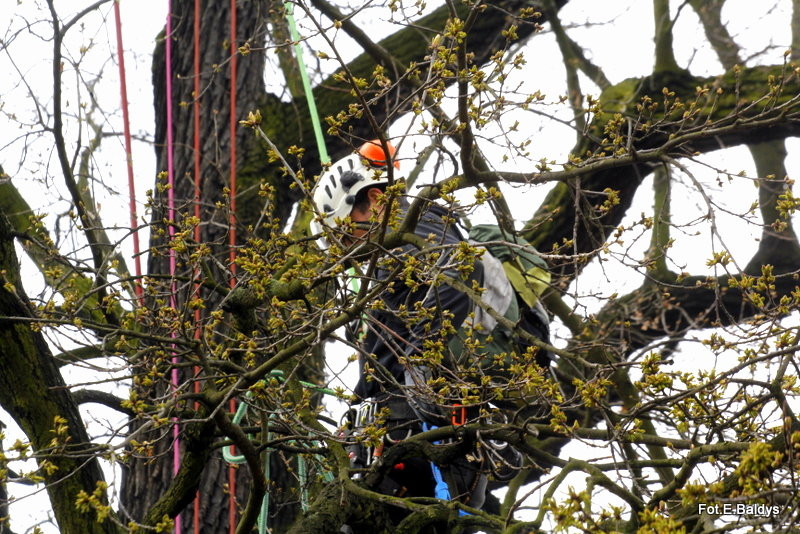 Alpiniści przycinają Bolka (zdjęcia)